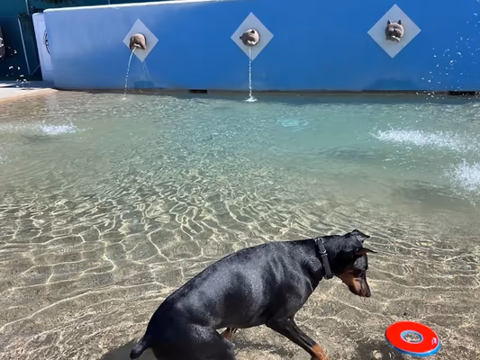 Dr. James W. Thornton Dog Park photo 1
